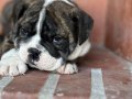 A kalite İngiliz bulldog bebek