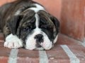 A kalite İngiliz bulldog bebek