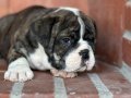 A kalite İngiliz bulldog bebek