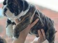 Ev üretimi müthiş kalite ingiliz bulldog yavrular