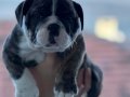Ev üretimi müthiş kalite ingiliz bulldog yavrular