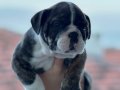 Ev üretimi müthiş kalite ingiliz bulldog yavrular