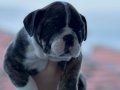 Ev üretimi müthiş kalite ingiliz bulldog yavrular