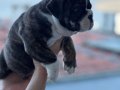 Ev üretimi müthiş kalite ingiliz bulldog yavrular