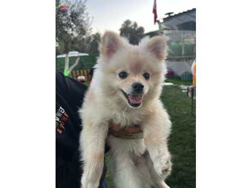 Pomerian
