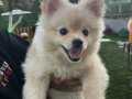 Pomerian