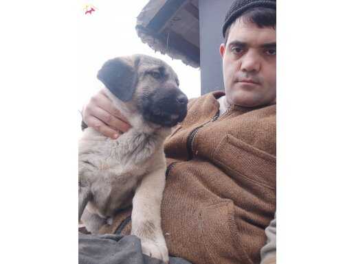 Yavru kangal