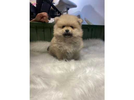 Orjinal Pomerian Boo 2 Ayşık