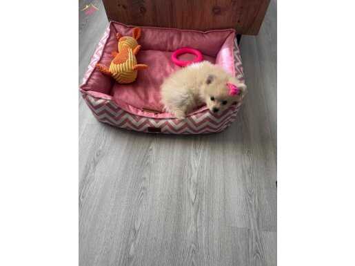Tatli Beyaz pomeranian