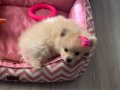 Tatli Beyaz pomeranian