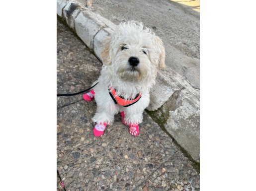 3 aylık yavru maltese terrier