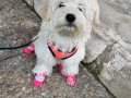 3 aylık yavru maltese terrier
