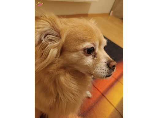 Pomeranian
