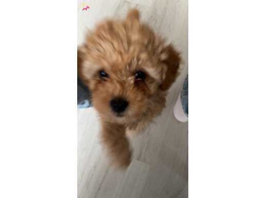 MİNİk TOY POODLE GÜZEL KIZIM