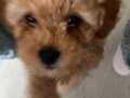 MİNİk TOY POODLE GÜZEL KIZIM