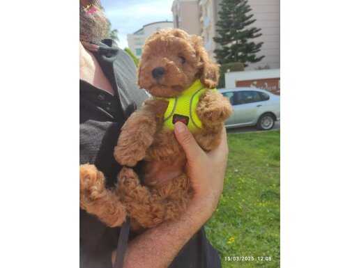 Dünya tatlısı 3 aylık toy poodle 