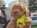 Dünya tatlısı 3 aylık toy poodle 