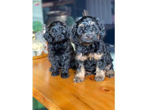 ÇOK ACİL 2 AYLIK TOY POODLE BEBEKLER 