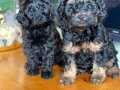 ÇOK ACİL 2 AYLIK TOY POODLE BEBEKLER 