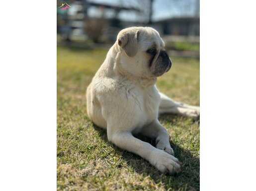 2 yaşında erkek pug 