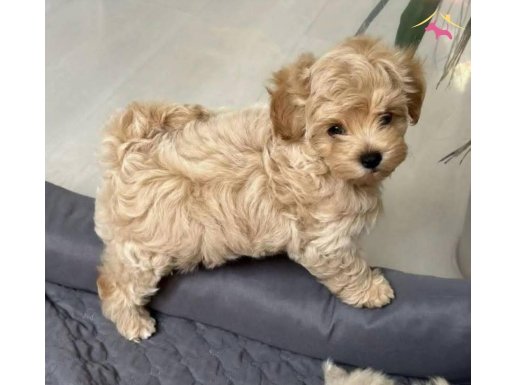 Minik Maltipoo Yavrularımız