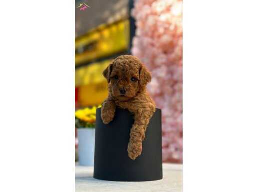 Toy Poodle Yavrularımız