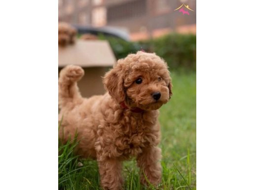 Tatlış Toy Poodle Yavrularımız