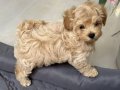 Minik Maltipoo Yavrularımız
