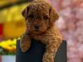 Toy Poodle Yavrularımız