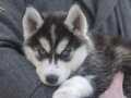 Husky Yavrularımız