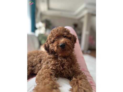 5 aylık erkek-kore köpek 
