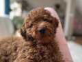 5 aylık erkek-kore köpek 