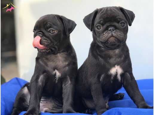 KALİTELİ BLACK PUG YAVRULARR