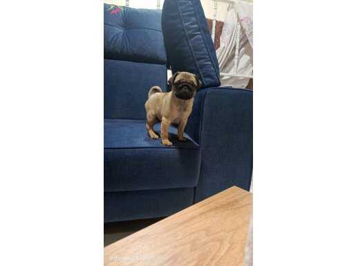 Orjinal sıfır burun gül kuyruk pug mops