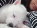 Sibirya kurdu husky 