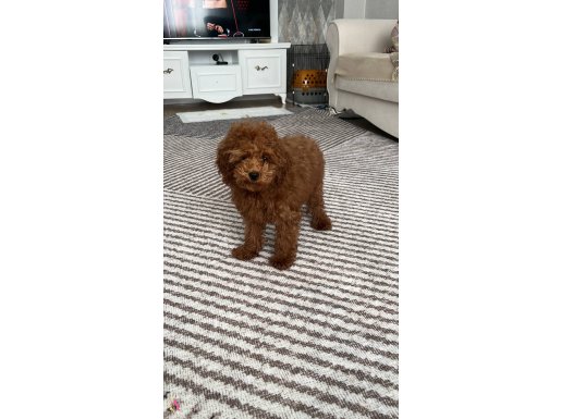 4 Aylık Erkek Toy Poodle