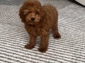 4 Aylık Erkek Toy Poodle