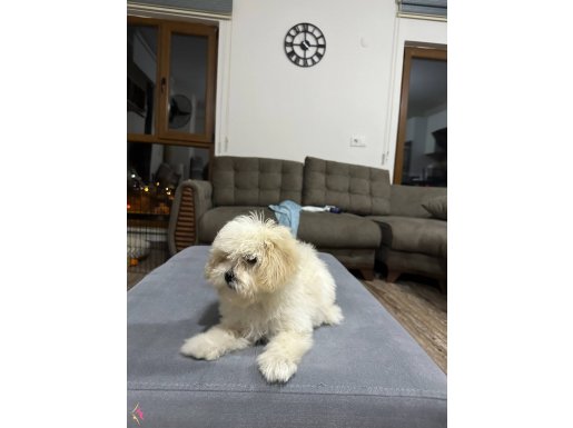 Çok akıllı yavru köpek 
