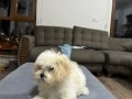 Çok akıllı yavru köpek 