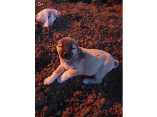 1 aylık kangal yavrusu