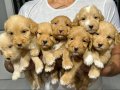 RENK GÜZELİ MALTİPOO YAVRULAR