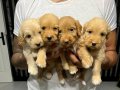 RENK GÜZELİ MALTİPOO YAVRULAR