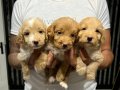 RENK GÜZELİ MALTİPOO YAVRULAR