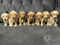 RENK GÜZELİ MALTİPOO YAVRULAR