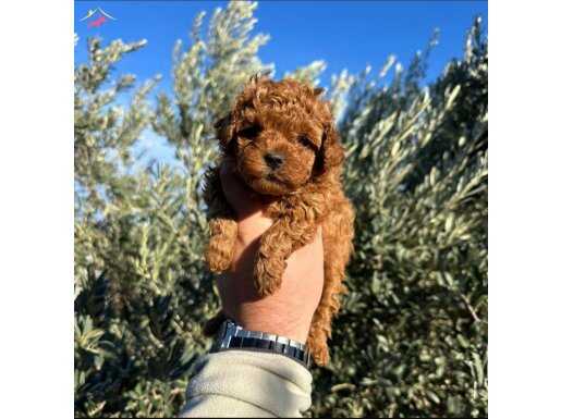 Kore teacup poodle bebeklerimiz show kalite
