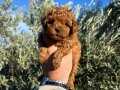 Kore teacup poodle bebeklerimiz show kalite