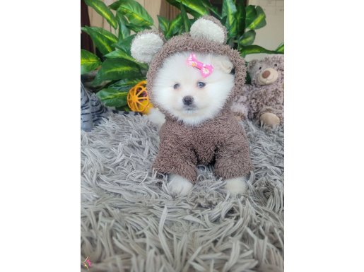Pomeranian bebekler