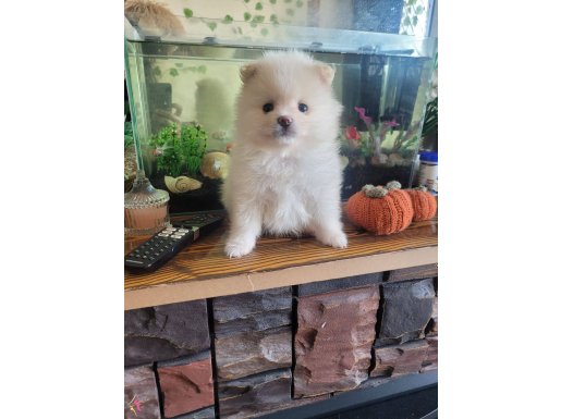 Pamuk gibi AYI surat pomeranian