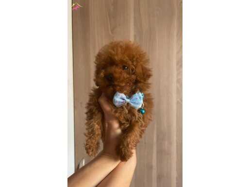 Micro poodle 