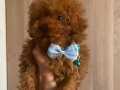 Micro poodle 